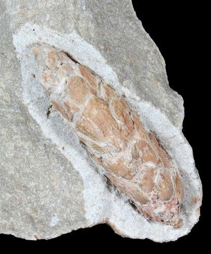 D, Oligocene Aged Fossil Pine Cone - Germany #39154